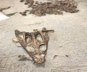 Fossiel van de Nothosaurus